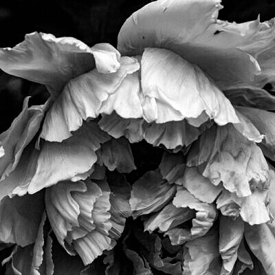 grayscale photo of flower in bloom