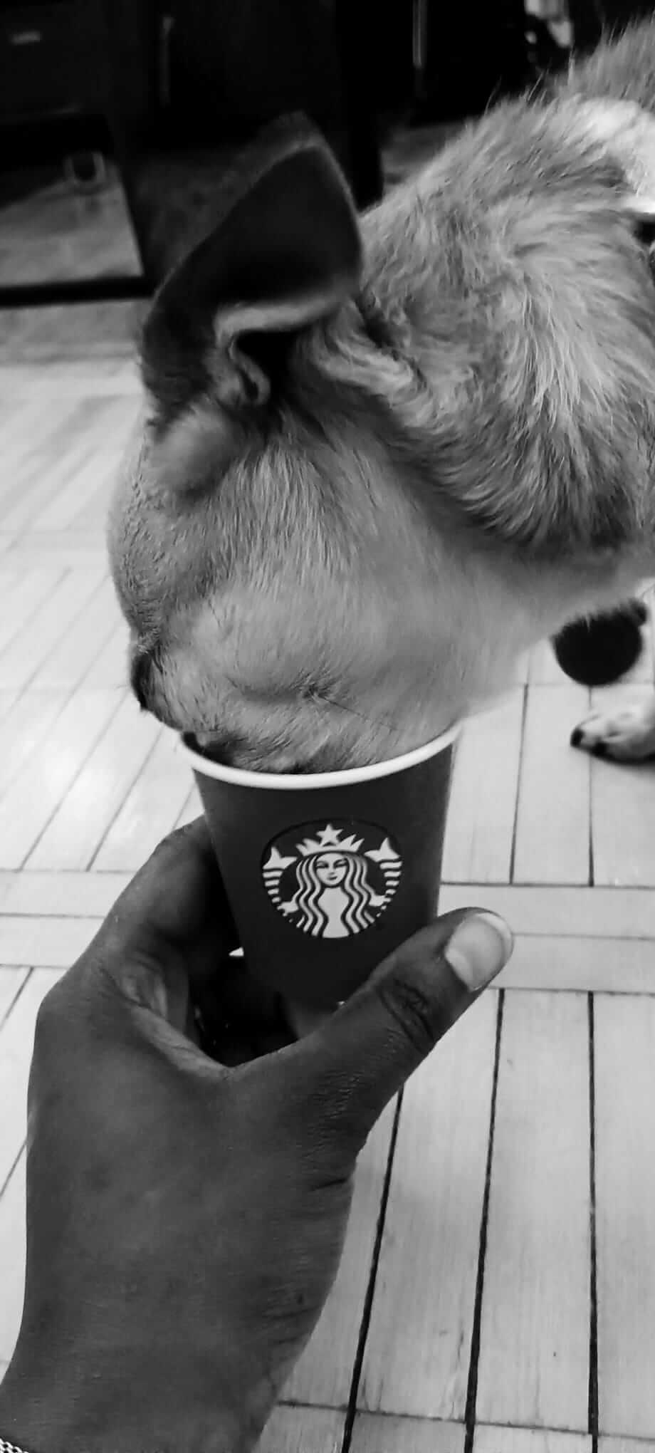 Puppuccino – Apr 2024