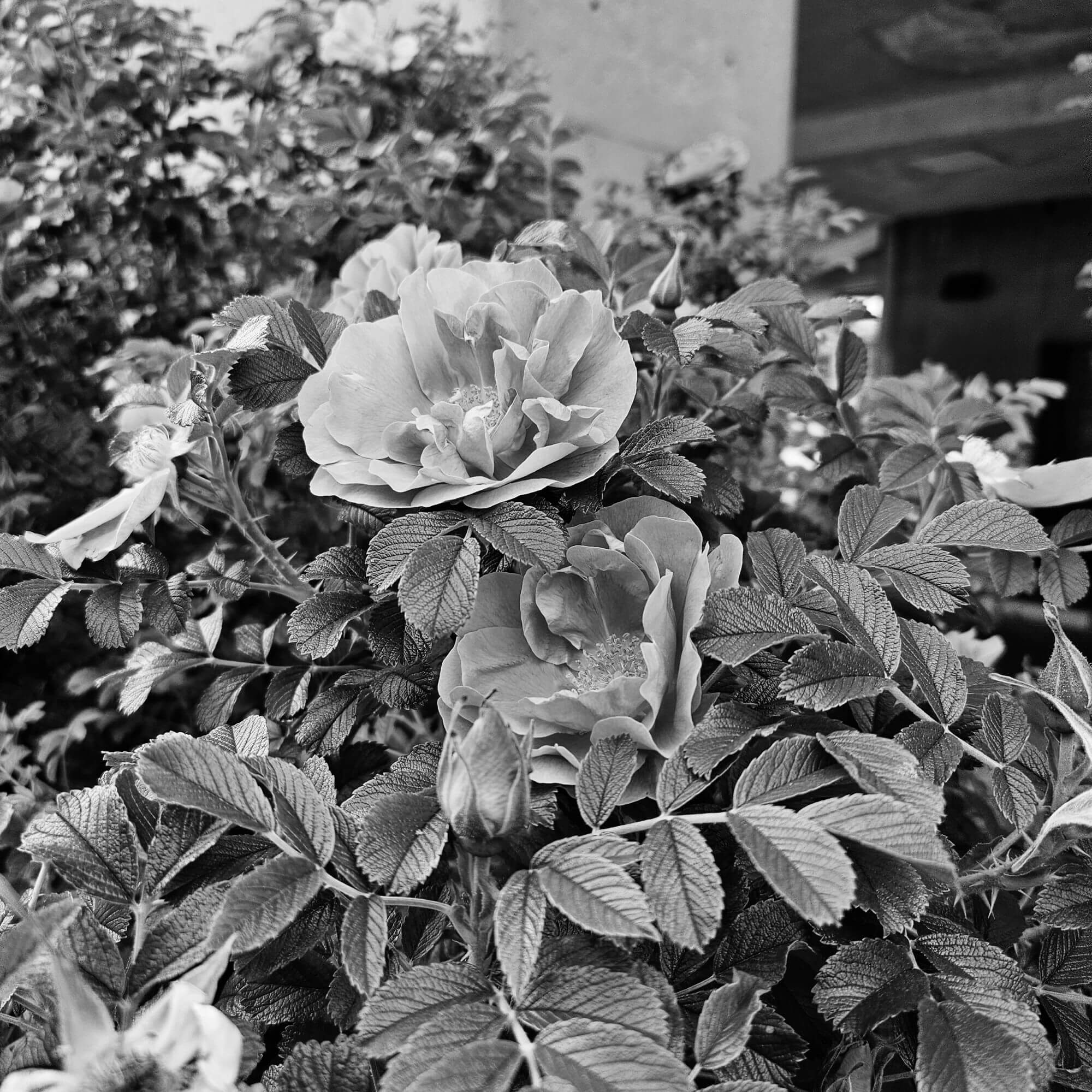 Flower/Picking – Jul 2024