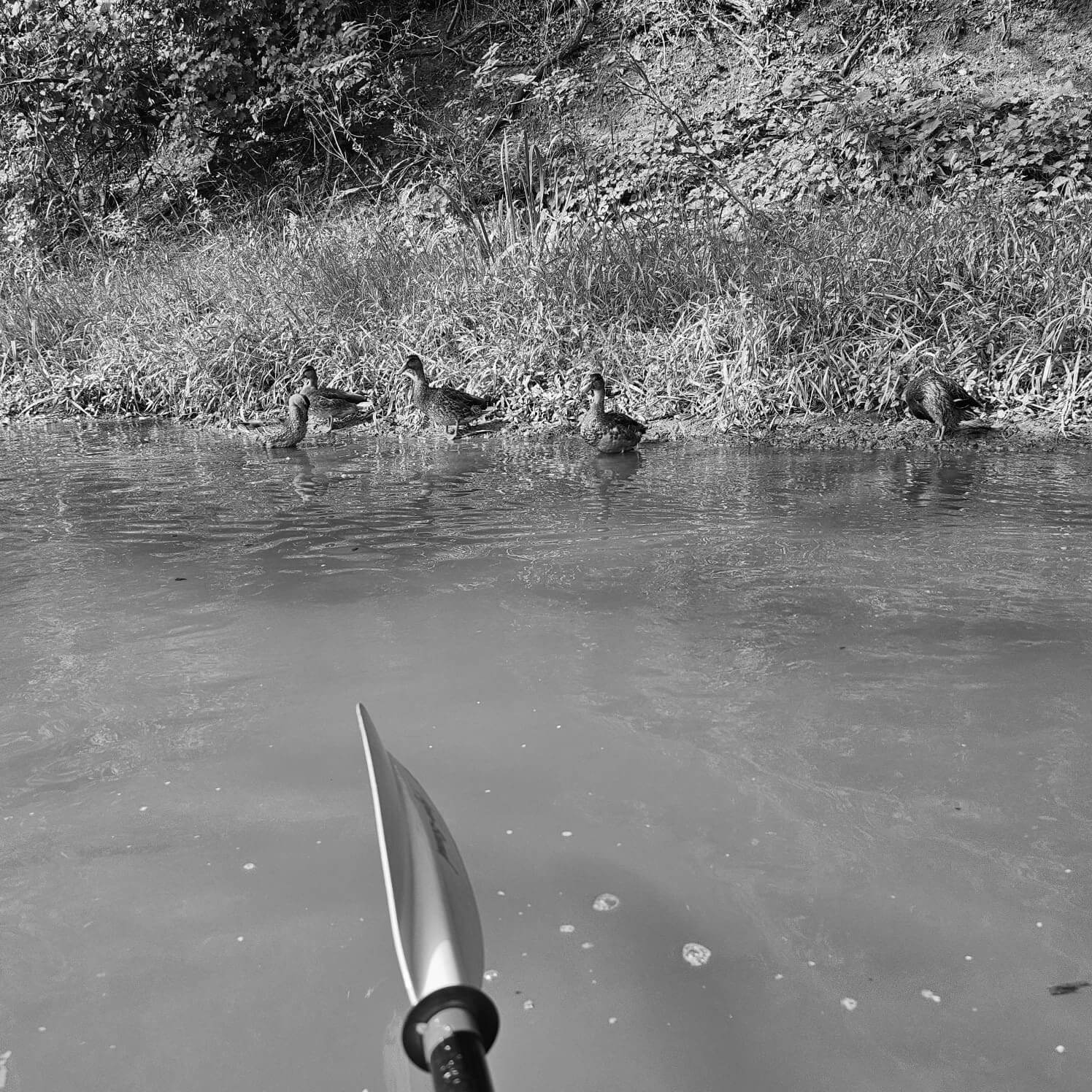 Pon de River – Sept 2024