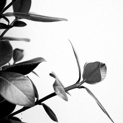 green leaves in white background