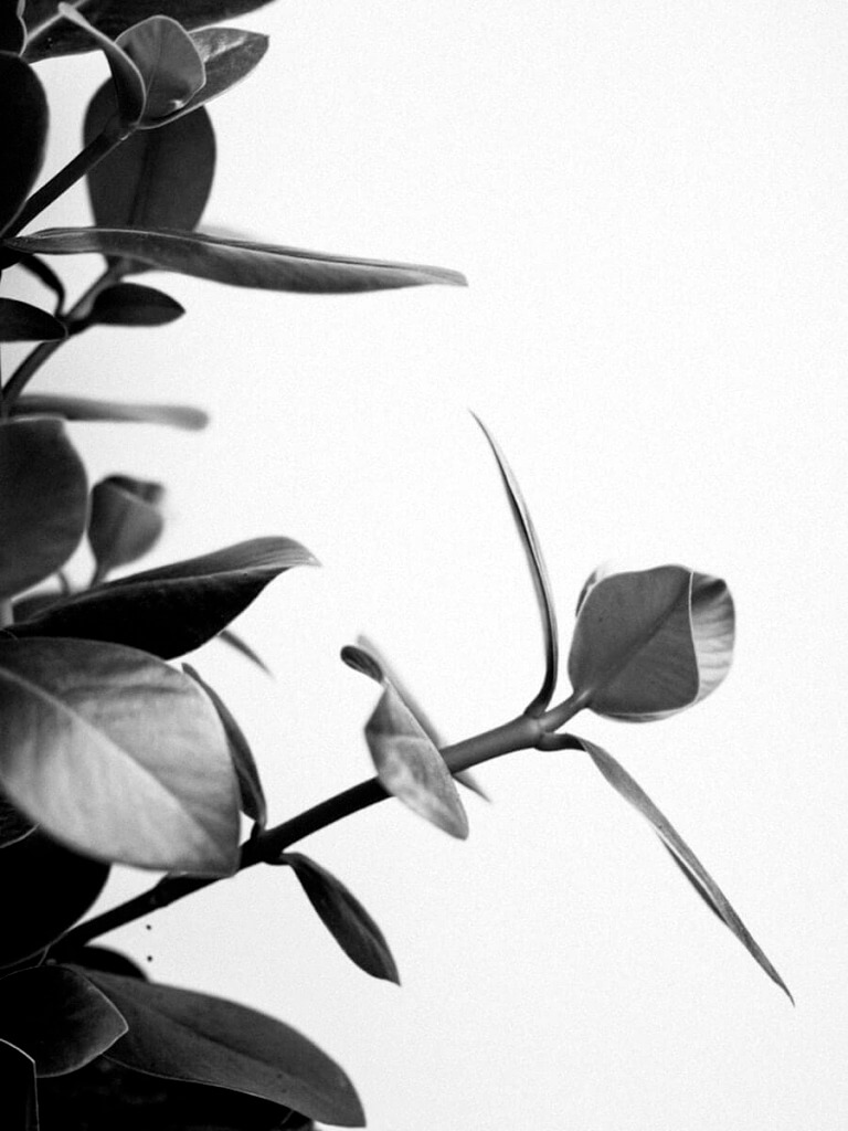 green leaves in white background