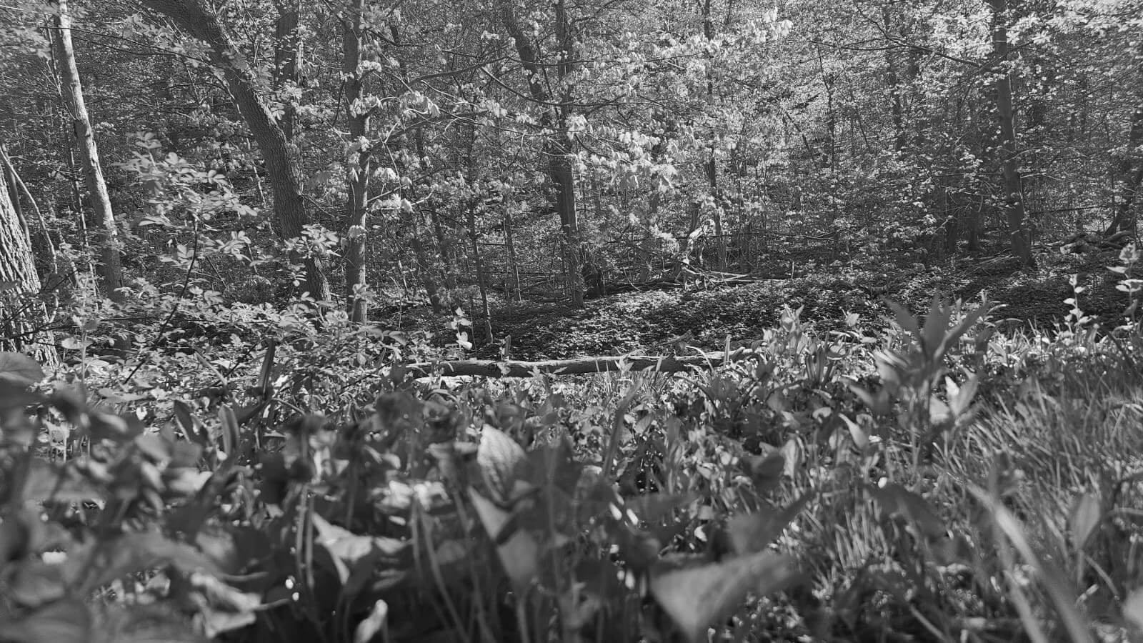 Family, Greenery & Stewardship – May 2025