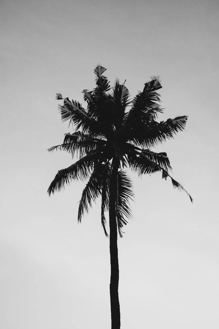 coconut tree under gray sky