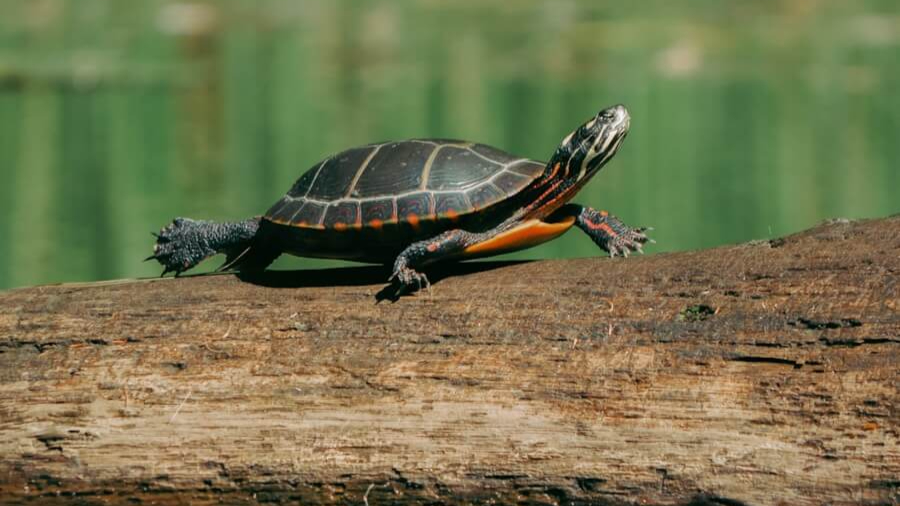 Turtle Protector – Sept 2025