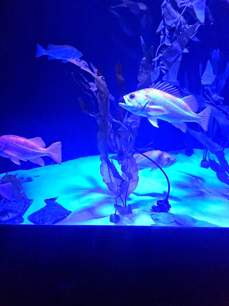 Ripley's and Mandarin - Jan 2026