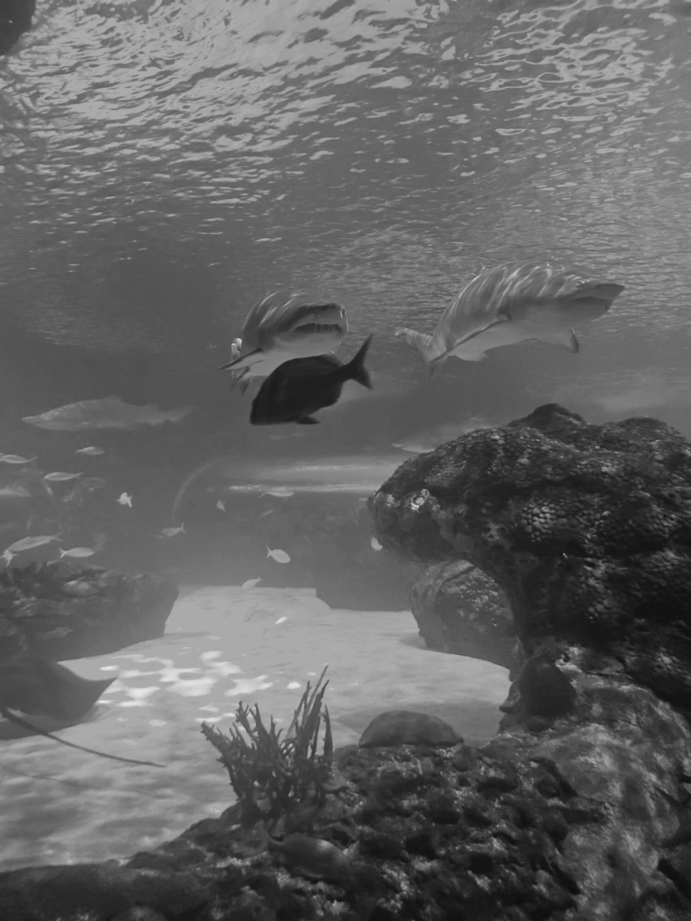 Ripley's and Mandarin - Jan 2026